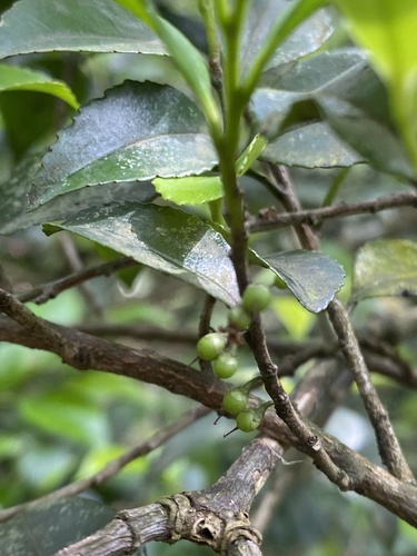Eurya nitida (Eurya nitida)