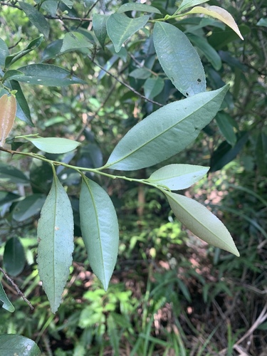 Eurya nitida (Eurya nitida)