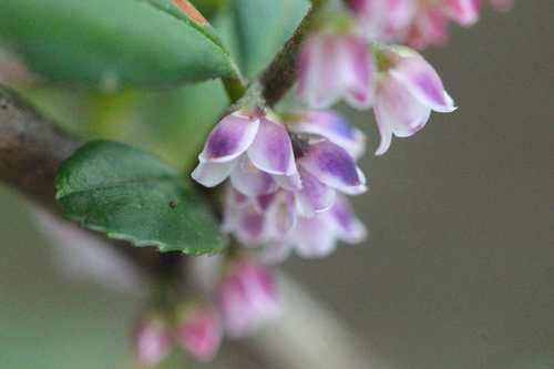 Eurya nitida (Eurya nitida)