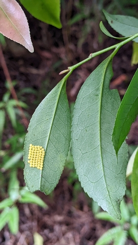 Eurya nitida (Eurya nitida)