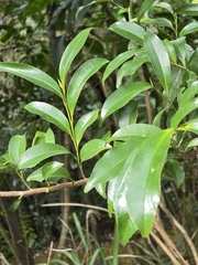 Eurya nitida (Eurya nitida)