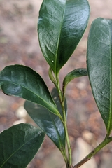 Eurya nitida (Eurya nitida)
