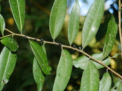 Eurya rengechiensis (Eurya rengechiensis)