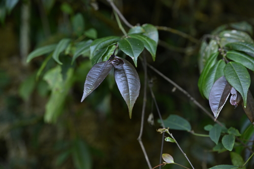 Eurya rengechiensis (Eurya rengechiensis)