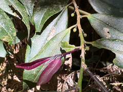 Eurya rengechiensis (Eurya rengechiensis)