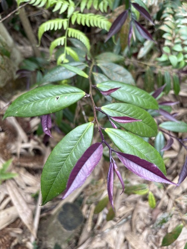 Eurya rengechiensis (Eurya rengechiensis)