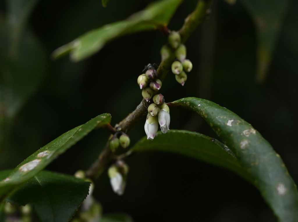 Eurya rengechiensis (Eurya rengechiensis)