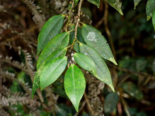 Eurya rengechiensis (Eurya rengechiensis)
