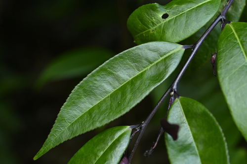 Eurya rengechiensis (Eurya rengechiensis)