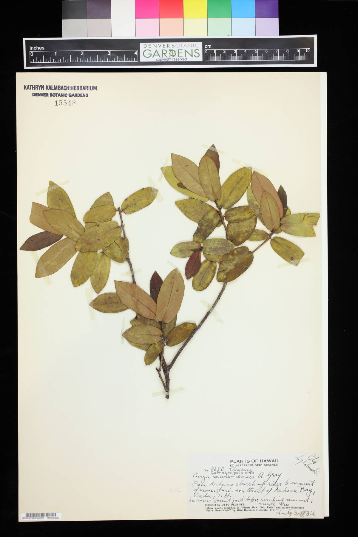 Anini: An Eurya sandwicensis plant