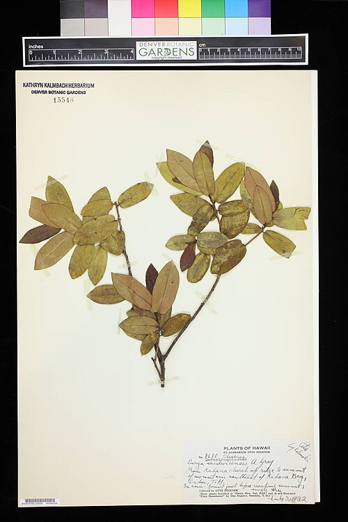 Anini: An Eurya sandwicensis plant