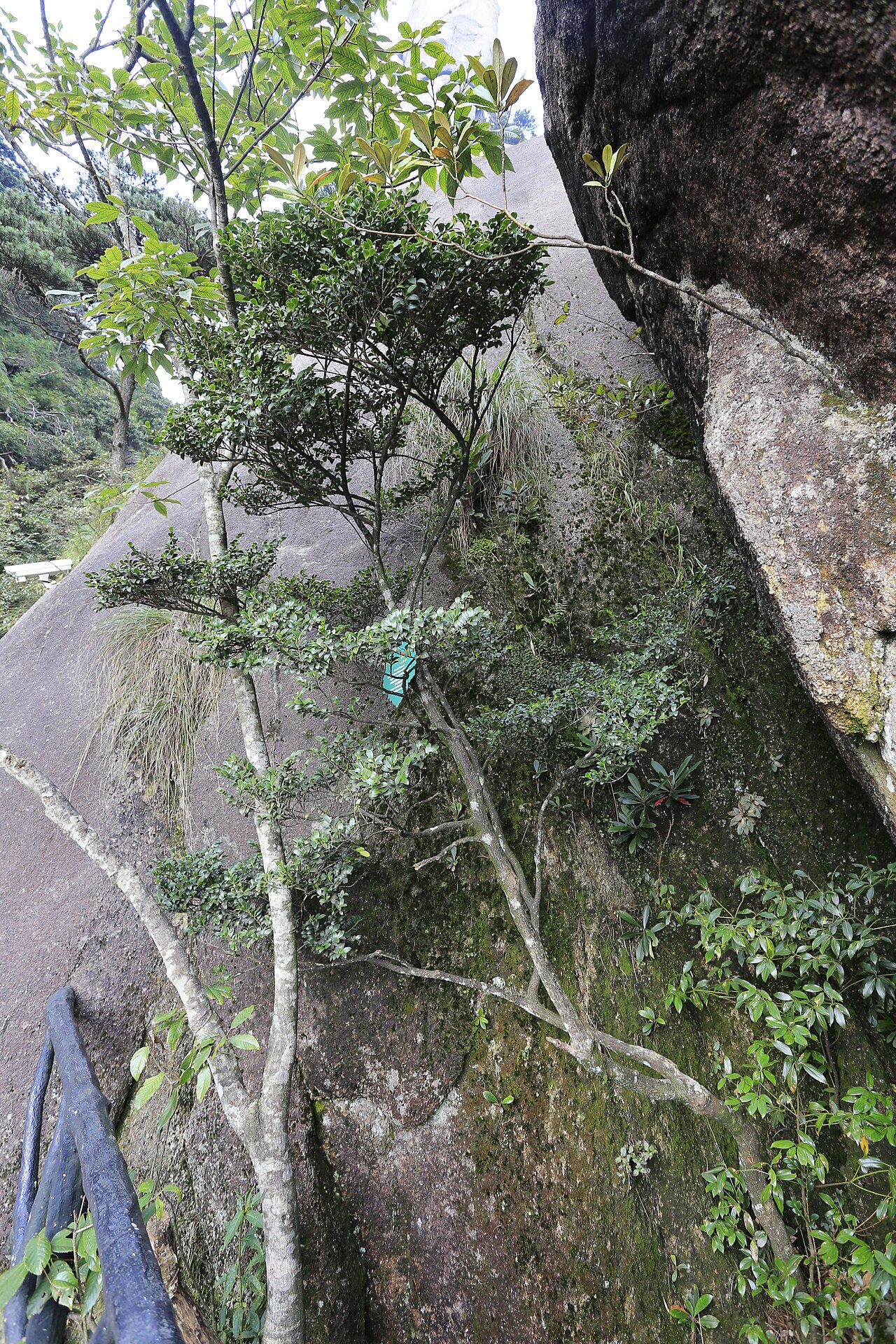 Eurya saxicola: 岩柃 (学名: Eurya saxicola ),摄于三清山