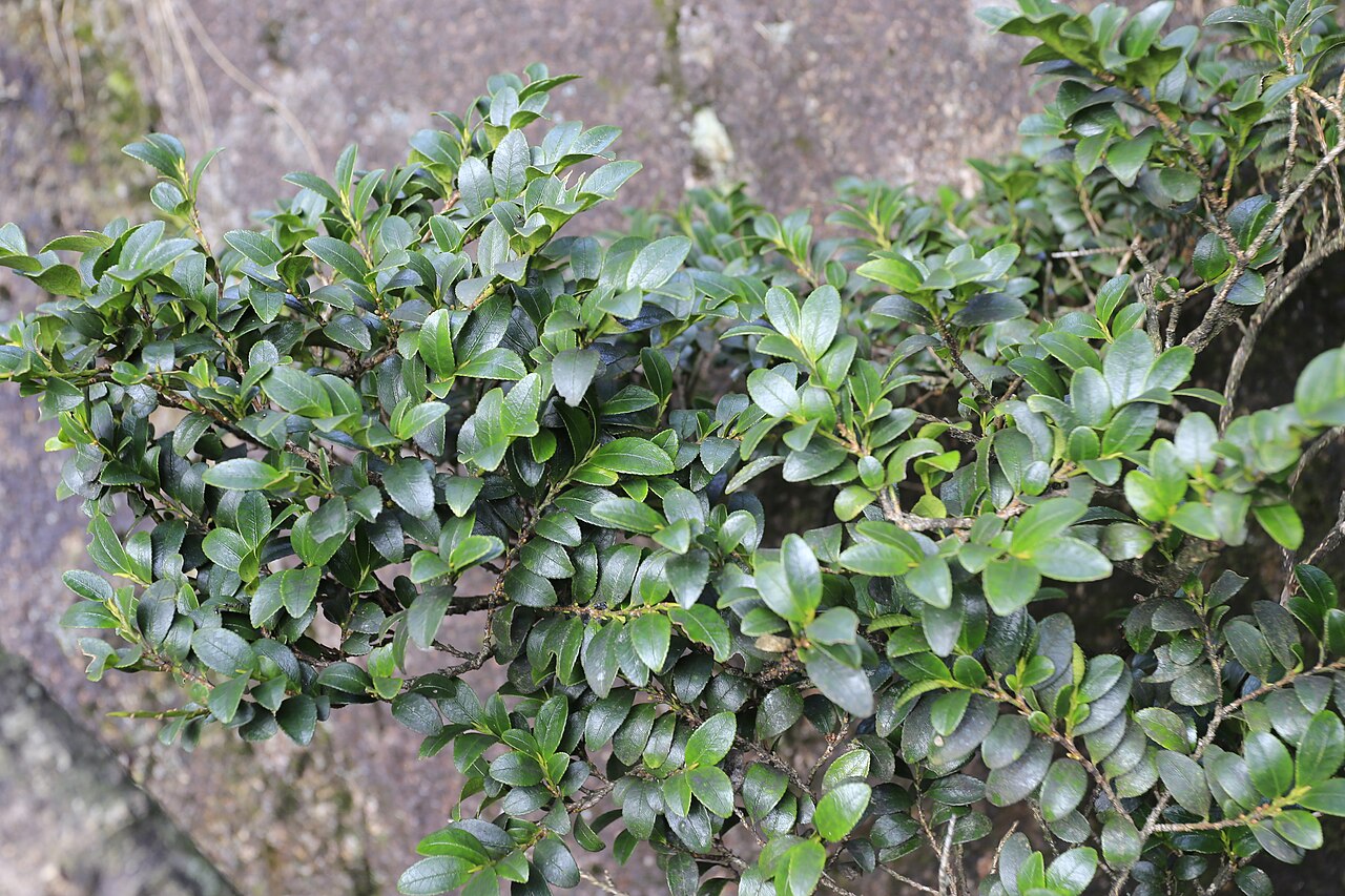 Eurya saxicola: 岩柃 (学名: Eurya saxicola ),摄于三清山