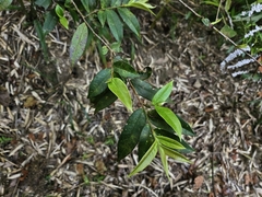 Eurya strigillosa (Eurya strigillosa)