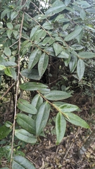 Eurya strigillosa (Eurya strigillosa)