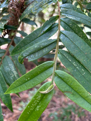 Eurya strigillosa (Eurya strigillosa)