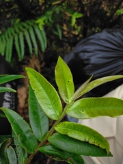 Eurya strigillosa (Eurya strigillosa)
