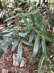 Eurya strigillosa (Eurya strigillosa)