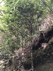 Eurya strigillosa (Eurya strigillosa)