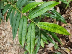 Eurya strigillosa (Eurya strigillosa)