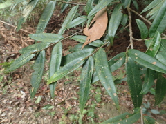 Eurya strigillosa (Eurya strigillosa)