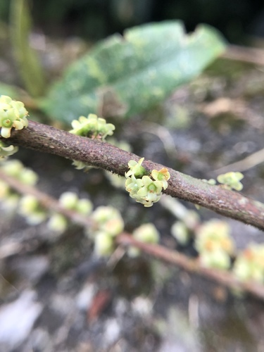 Eurya strigillosa (Eurya strigillosa)