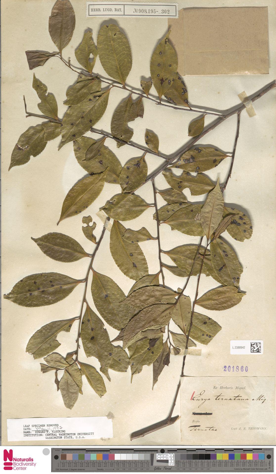 Eurya ternatana: Eurya ternatana Miq. (type of) - Eurya ternatana Miq.