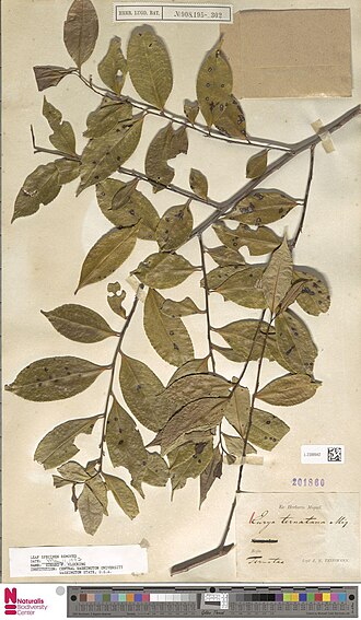 Eurya ternatana: Eurya ternatana Miq. (type of) - Eurya ternatana Miq.