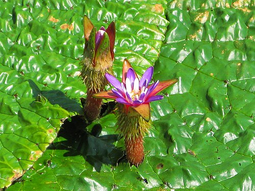 Euryale: Prickly Waterlily Euryale ferox at the Kodai Hasu no Sato park in Gyoda City, Saitama Prefecture, Japan