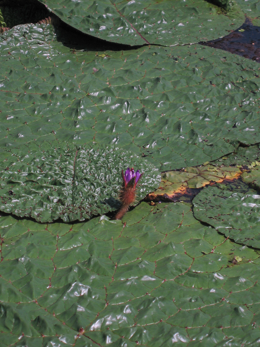 Euryale: Chasmogamous flower of Euryale ferox I took this image at Aqua World Suigo Park Center, Kaizu , Gifu , Japan .