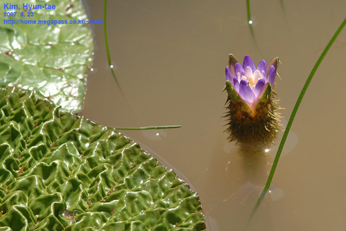 Euryale (Euryale ferox)