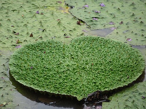 Euryale: Leaf of Prickly Waterlily in Kanjia lake in Nandankanan