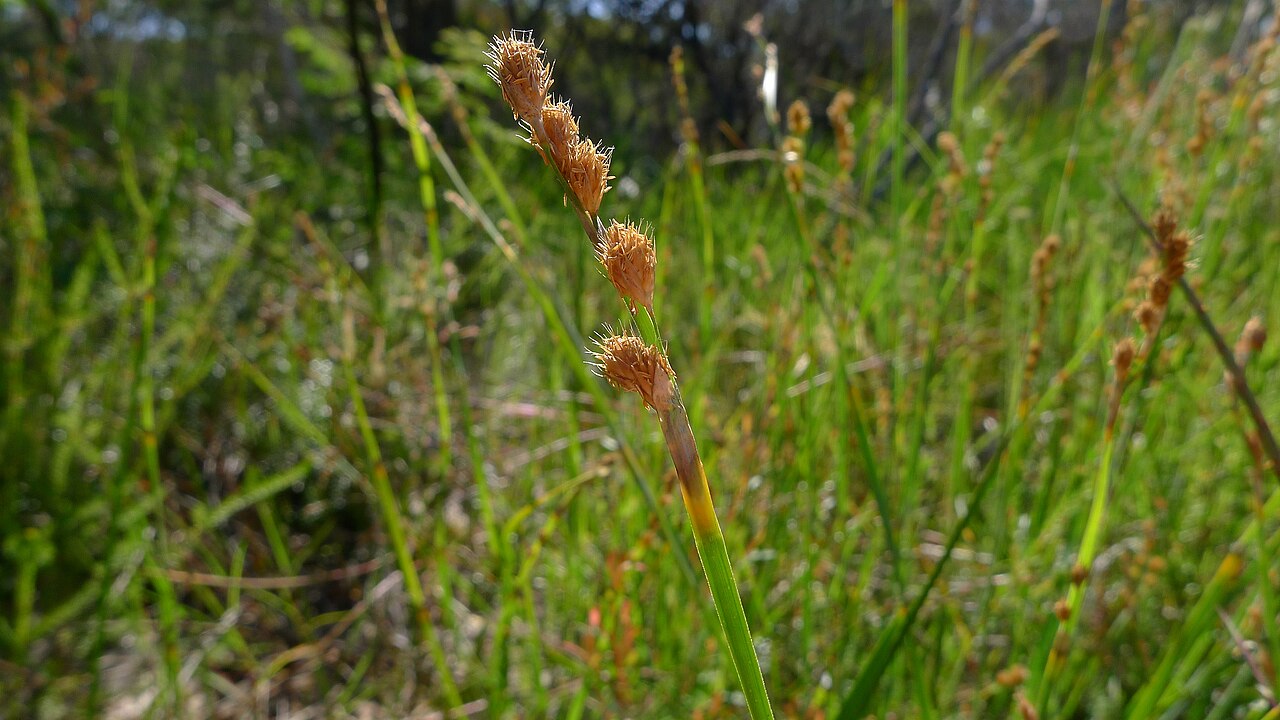 Eurychorda complanata: Flat Cord-rush, Eurychorda complanata , female inflorescence. Dharawal National Park, NSW Australia, January 2014.