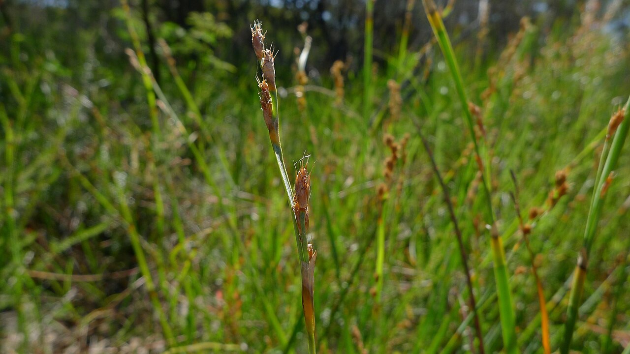 Eurychorda complanata: Flat Cord-rush, Eurychorda complanata , male inflorescence. Dharawal National Park, NSW Australia, January 2014.