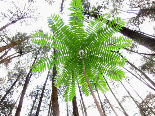 Longjack (Eurycoma longifolia)