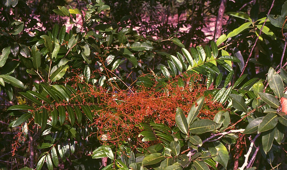 Longjack: Eurycoma longifolia , Simaroubaceae - Kambodscha/Cambodia, bei den Stromschnellen (rapids) des Flusses Tek Chhou N Kampot