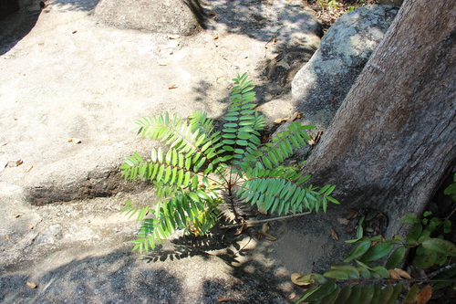 Longjack (Eurycoma longifolia)