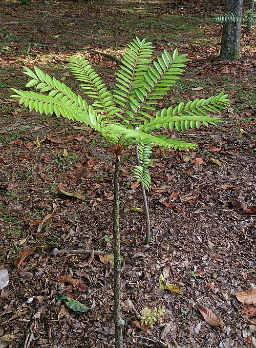 Longjack: tongkat ali (Eurycoma longifolia) . Common names: Tongkat Ali. Ali's Umbrella. Origin: Peninsula Malaysia. Indonesia. Medicinal usage: Roots are taken to boost