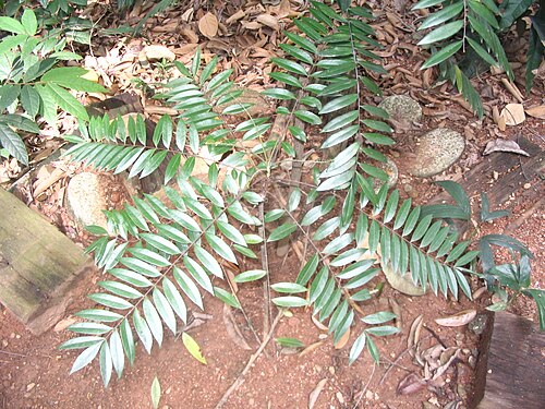 Longjack: Eurycoma longifolia - Bukit nanas Forest Reserve - Kuala Lumpur- malaisie