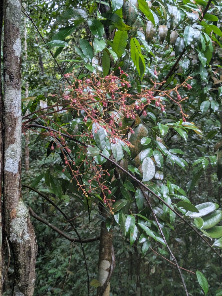 Longjack (Eurycoma longifolia)
