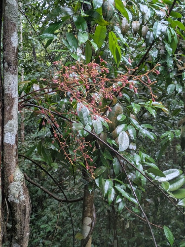 Longjack (Eurycoma longifolia)