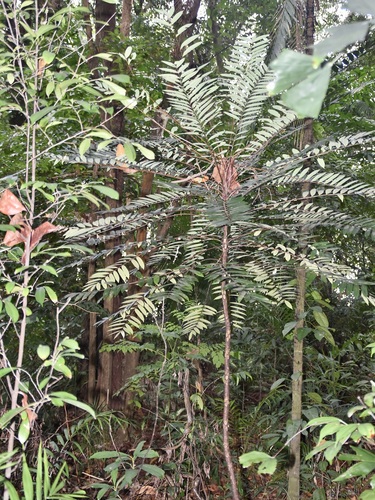 Longjack (Eurycoma longifolia)