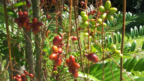 Longjack (Eurycoma longifolia)