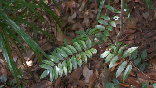 Longjack (Eurycoma longifolia)