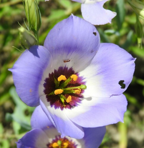 Bolero deep blue (Eustoma russellianum)