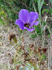 Bolero deep blue (Eustoma russellianum)