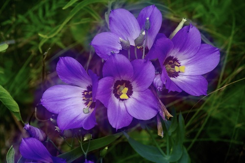 Bolero deep blue (Eustoma russellianum)
