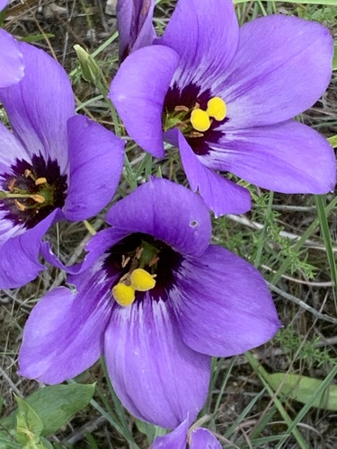 Bolero deep blue (Eustoma russellianum)