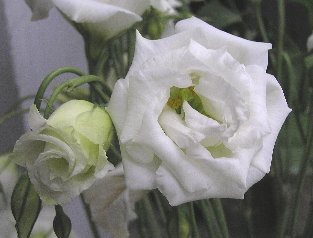Bolero deep blue: Lisianthus