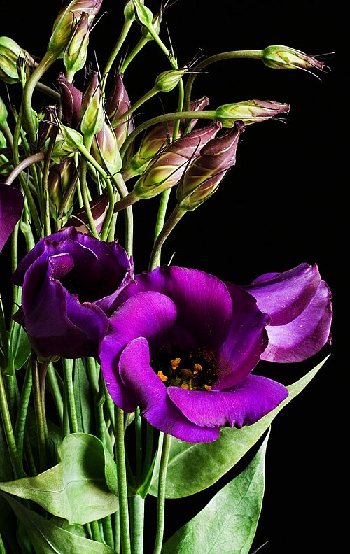 Bolero deep blue (Eustoma russellianum)